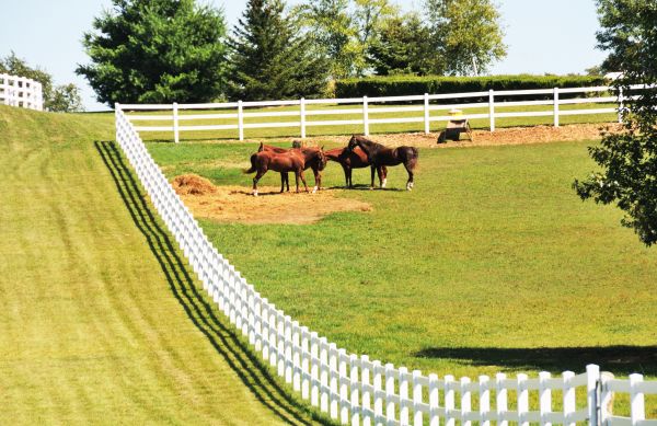 Equestrian Fence Building